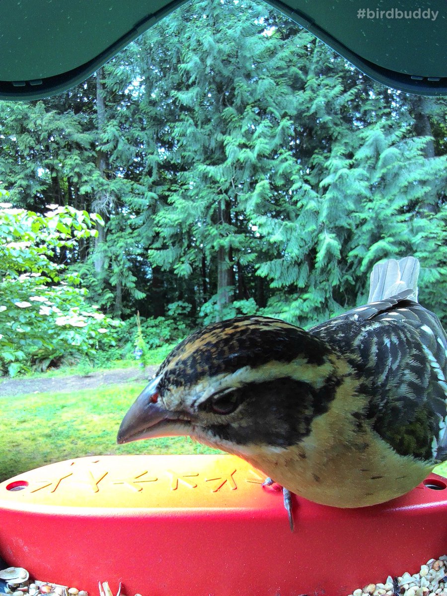 Cool new way to photograph birds in the yard coming to our feeder…#birdbuddy. The feeder takes automatic photos viewable on our phone ❤️ #beHappy