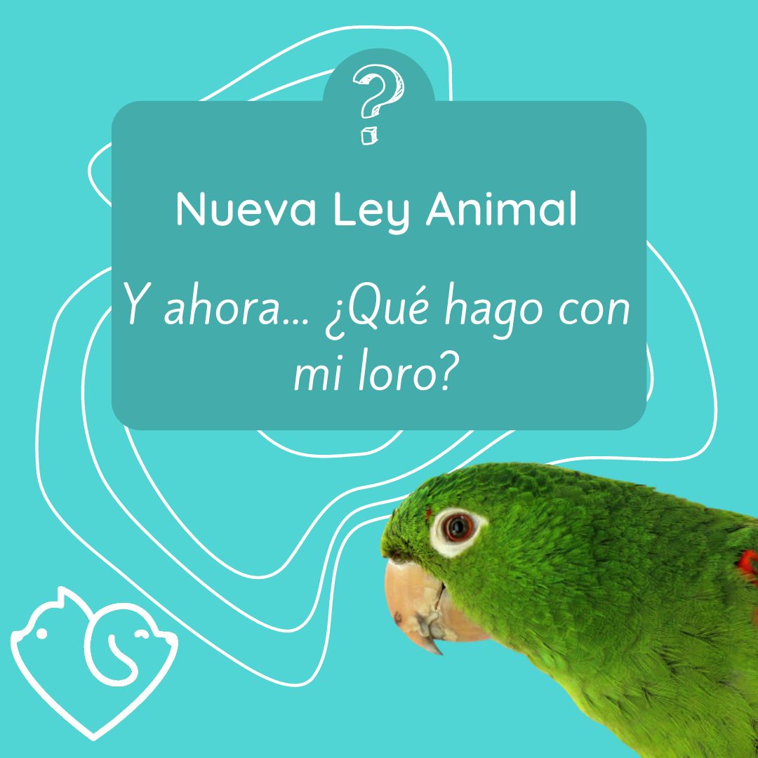 carepetsapp's tweet photo. Si tu mascota es exótica según la nueva Ley de Bienestar Animal (roedores🐹, tortugas🐢, reptiles🐍, erizos🦔 o algunas aves 🦜) informa a la autoridad medioambiental de tu CCAA para que te den la autorización para tenerla. #leyanimal #animalesdecompañia #mascotaexótica https://t.co/MeWjgkOTEr