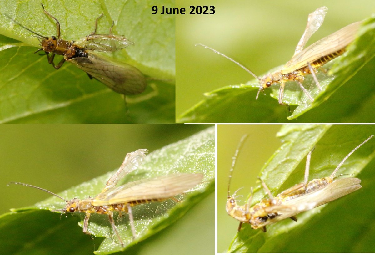 bscgscotland's tweet photo. A yellow #stonefly (presumed #Siphonoperla torrentium) on a  figwort plant near the River #Spey today (9 June 2923) with incomplete antenna &amp; apparently also with #crumpledwing  (&amp; not just a damaged wing) #chloroperlidae #plecoptera #ACMinsect #RiparianZone https://t.co/wmvPQE2nyW