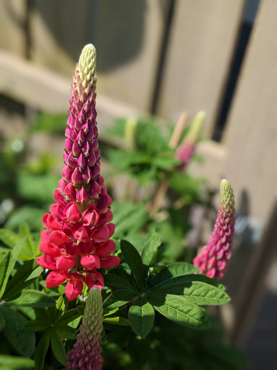 mini_klaus's tweet photo. I do love it when the sun comes out and the flowers start to bloom 🪻🌼🌸
#gardening #flowers #aquilegia #lupin #alium #salvia https://t.co/VB299PrD8f
