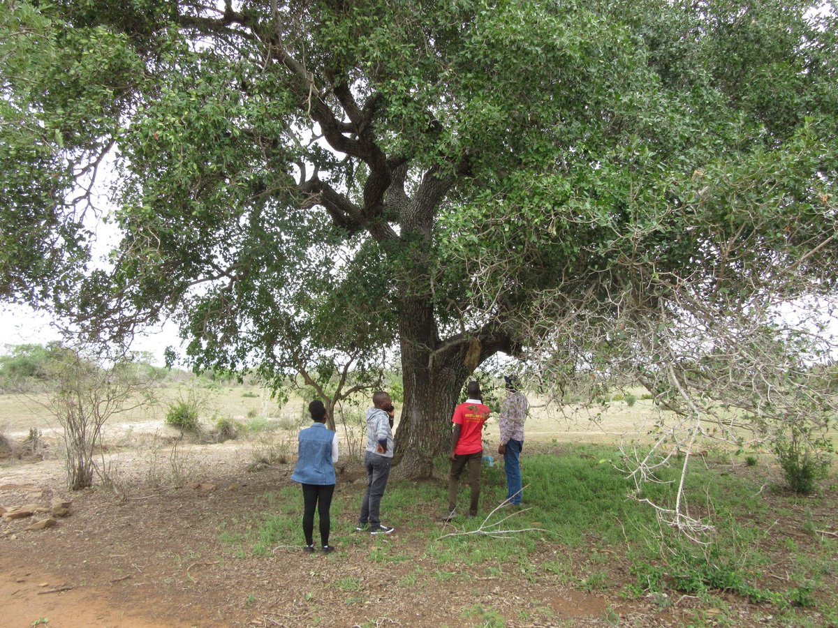 brianom01520984's tweet photo. Community participation in decision making is key. #ShirangoConservancy #Envasses https://t.co/s4QEYfaS2e