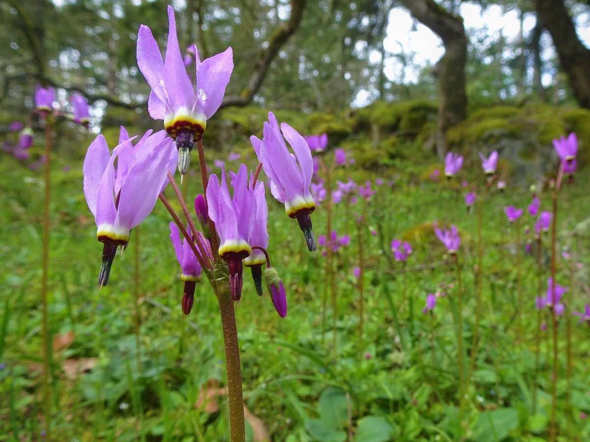 SidneyMuseum's tweet photo. Time for another #PhotoFeatureFriday!

In the final few weeks of spring we're still enjoying the wonderful flowers that have bloomed, including these Henderson's Shooting Stars taken by Jim Everard.

Stop by &amp; see wonderful photos in our exhibit Snapshots of the Saanich Peninsula https://t.co/yrqHBp0xjN