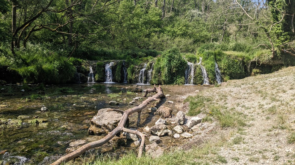 Homity Pie makes me happy (and marsh orchids, and trunks with faces, and waterfalls in limestone gorges) #Youlgreave #lathkilldale