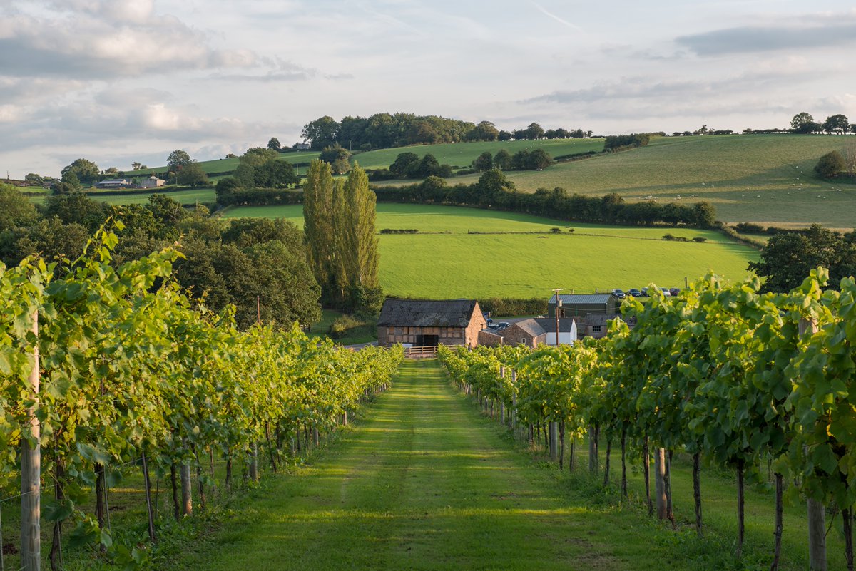 Congratulations to White Castle Vineyard on winning an award @DecanterAwards for the 3rd year in a row. With over 18,000 wines from 57 countries judged, winning any award is hugely impressive, and this year they won a Bronze award for their 2021 Regent.