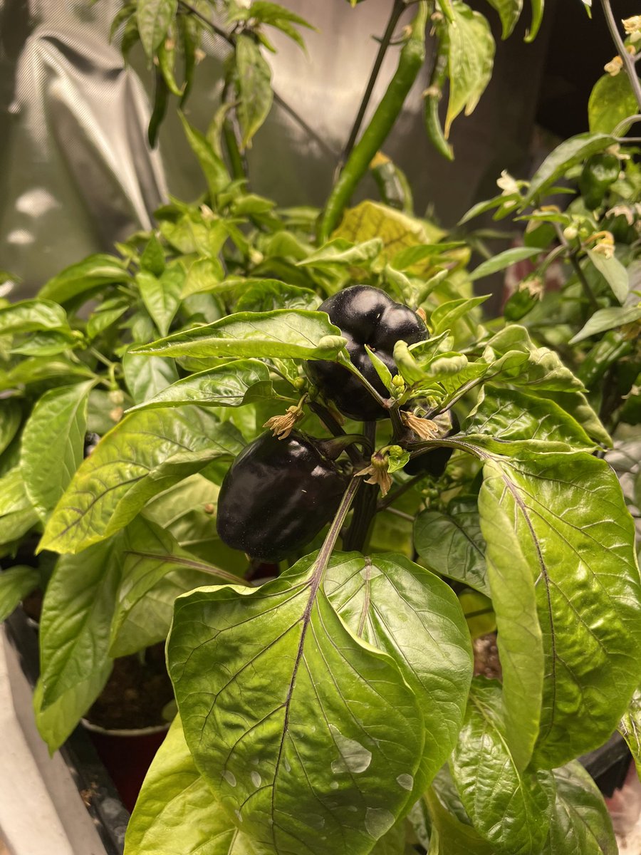 peppers growing in red solo cups under lights.  Smaller pots than they say you should use, peppers are doing fine and ready to plant outside. #growingpeppers #gardening