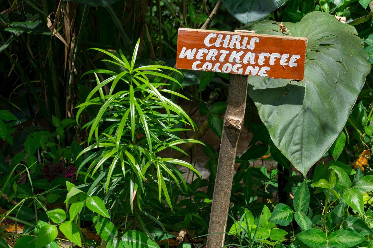 Chepsangor Hills Coffee tweet media