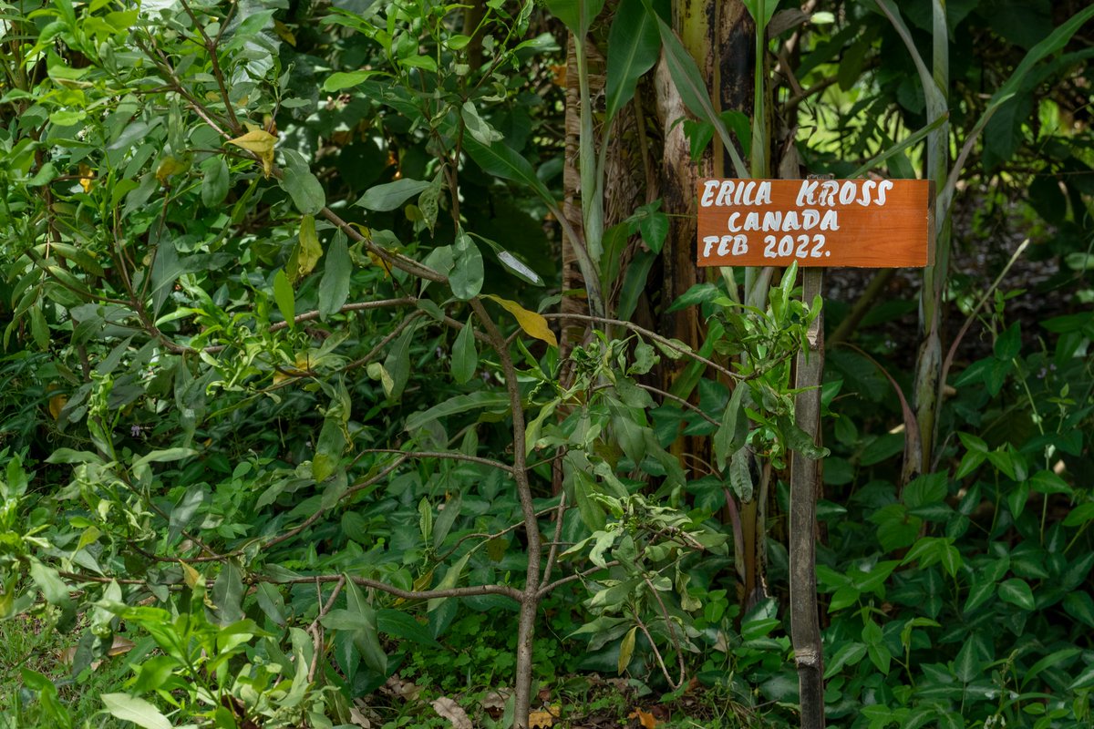 Chepsangor Hills Coffee tweet media