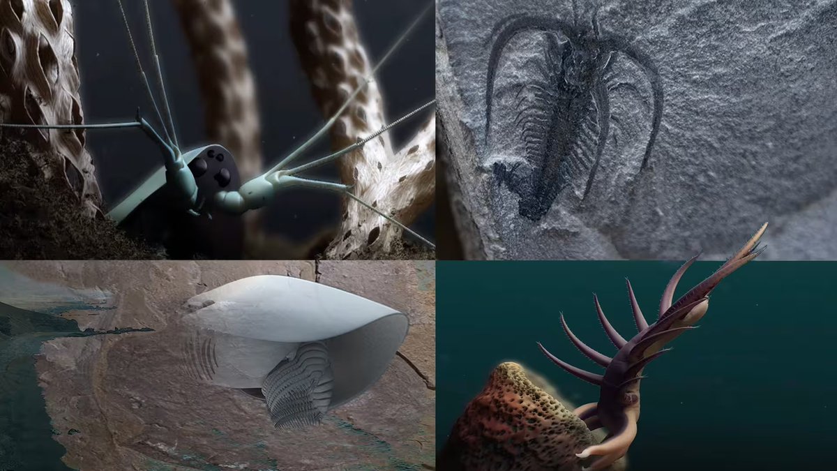 VictoriaArbour's tweet photo. This weekend at the Royal BC Museum, a free screening of the documentary "First Animals", with a Q&A with world-renowned expert on BC's Burgess Shale fossils Dr. Jean-Bernard Caron! Details here: https://t.co/b7RF2BWfIh #FossilFriday #BCfossils #BurgessShale https://t.co/myRzfuNKMZ