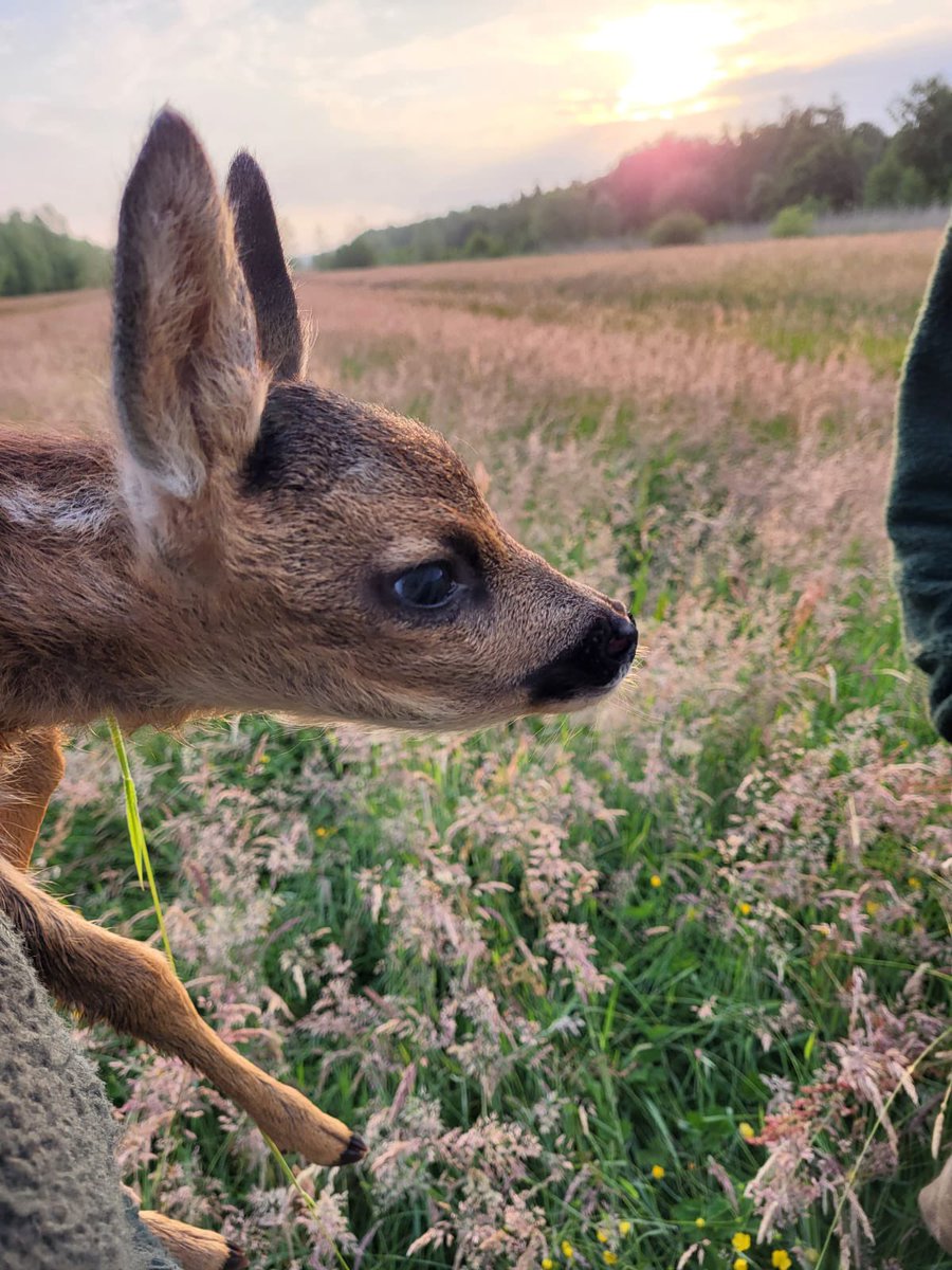 Het drone-seizoen is nog steeds bezig en er wordt bijna dagelijks gevlogen. Echt super werk van de vrijwilligers die dagelijks vroeg opstaan hiervoor! 😃👍     #utrecht #wildbeheereenheid #vrijwilligers #groen #natuur