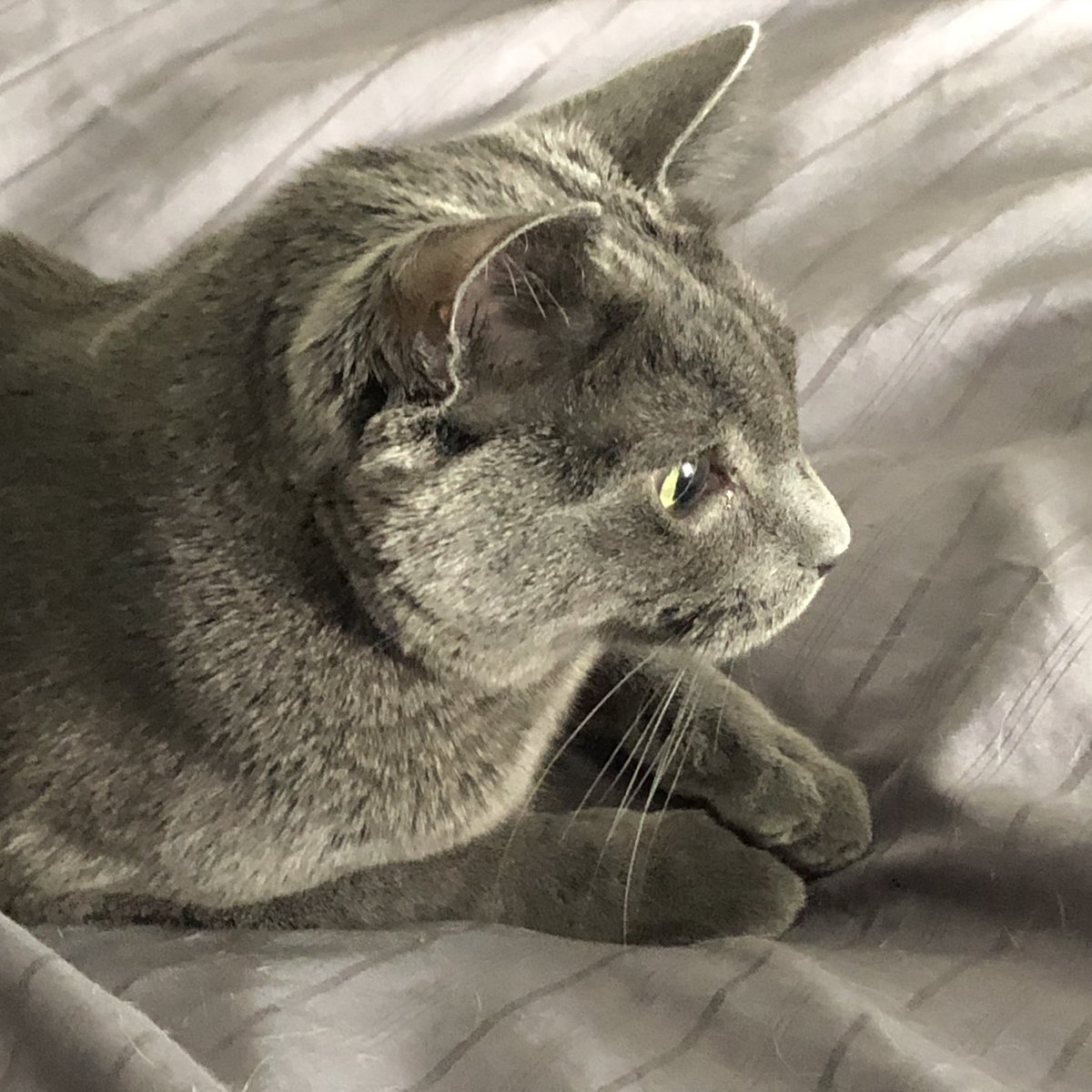 lorraineschultz's tweet photo. @veranmiller “Spartacus on Gray”  is the closet I can get! But man-o-man, that leopard spot cat totally blends in to the upholstery! https://t.co/cmGnfJ50ul