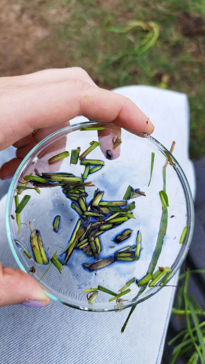 4 terneras muertas en raygrass. Alta reacción a Nitritos y Nitratos en tallo. Coletazos de la seca que por lo pronto no le bastó todavía.