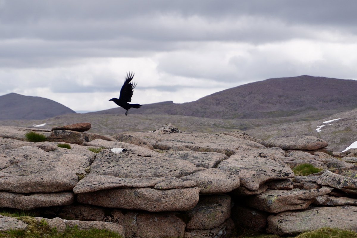 Scotch on the Rocks Guiding - Sandy Paterson tweet media