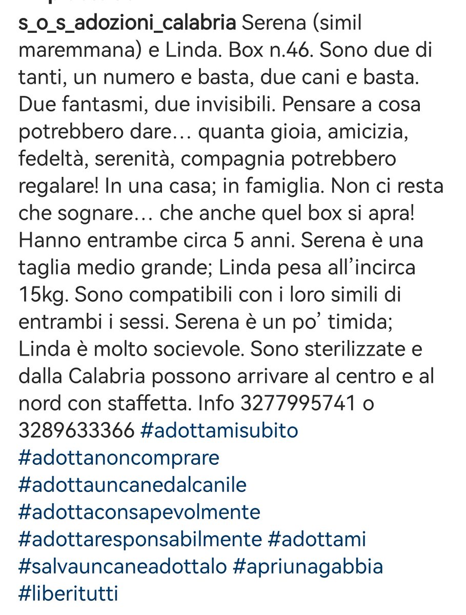 Serena e Linda box 46,questo sono, numeri tra i dimenticati del #canile. Diamo loro una #famiglia 🙏🏻🆘3289633366 #Calabria #AdoptDontShop #SosCani #adozionecani #canicercacasa #adottanoncomprare #adottauncanedalcanile #adozionidelcuore #adottami #apriunagabbia #Cosenza