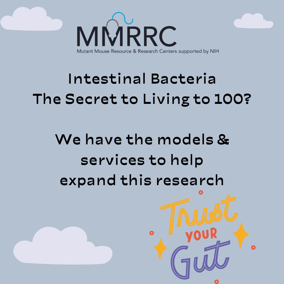 🦠Intestinal Bacteria - The Secret to Living to 100? scitechdaily.com/intestinal-bac… 🐁We've got the models to help you test this 🐭 mmrrc.org/catalog/Strain…