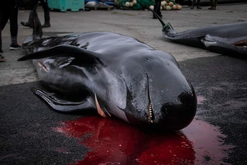 SeaShepherdFran's tweet photo. Troisième Grindadrap de l’année aux îles Féroé

63 globicéphales incluant des femelles gestantes, des juvéniles et deux bébés ont été massacrés à l’arme blanche ce mercredi 7 juin. Depuis le mois dernier, ce sont donc 131 globicéphales qui ont été tués aux îles Féroé. 

Pour rappel, Sea Shepherd est la seule organisation qui ne soit jamais intervenue sur place avec des moyens maritimes pour empêcher physiquement les rabattages. 
Après avoir sauvé de nombreux dauphins lors de l’opération GRIND STOP menée par Sea Shepherd France en 2014, la Marine danoise a déployé des moyens militaires pour nous empêcher d'intervenir, en violation des conventions de protection des mammifères marins pourtant signées par le Danemark. Malgré cela, les équipes de Sea Shepherd UK sont toujours sur place pour continuer d’alerter l’opinion publique internationale sur cette tradition d’un autre âge. 

Vous nous demandez régulièrement comment agir. Vous avez la possibilité de maintenir la pression sur l’archipel en touchant à la plus puissante de leurs industries : la pêche. 
Les produits issus de la pêche, incluant le saumon d’élevage, représentent plus de 95 % du total des exportations et environ 20 % du PIB de l’archipel.

Il est courant de trouver du poisson originaire des îles Féroé en France. Les plus grandes enseignes proposent du poisson féroïen à la vente, mais aussi de très nombreuses poissonneries et épiceries indépendantes ou sites spécialisés en ligne. Parfois, ce sont via des marques bien connues comme Findus, et parfois ce sont via les marques distributeurs comme chez Lidl ou Leclerc.
Commercialiser du poisson féroïen revient à soutenir l’économie de l’archipel et par extension à cautionner (même involontairement) ces massacres. 
Continuez à identifier les marques et distributeurs sur les réseaux avec le #StopTheGrind et demandons-leur de condamner ces pratiques en appelant au boycott de ces produits. 

NB : Ces photos ont été prises par Sea Shepherd UK qui ne les logote pas pour éviter un procès de Sea Shepherd Global…. Voilà où nous en sommes. Merci de les créditer dans vos partages.
#StoptheGrind 

Crédit Photos : @seashepherd_uk