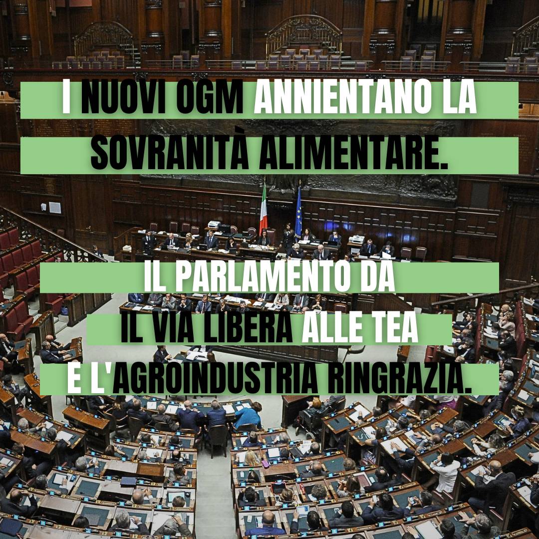 Terra! (@terra_aps) on Twitter photo Altro che #sovranitalimentare! Con la fiducia alla Camera sul DL #Siccità, nei campi italiani arrivano i #nuoviOGM! Complice l'opposizione, tranne
<a href="/europaverde_it/">Europa Verde - Verdi</a> e <a href="/SI_sinistra/">Sinistra Italiana</a>!
Un atto gravissimo che apre anche alla contaminazione dlle colture NO OGM!
👉associazioneterra.it/news/con-il-de… Altro che #sovranitalimentare! Con la fiducia alla Camera sul DL #Siccità, nei campi italiani arrivano i #nuoviOGM! Complice l'opposizione, tranne
<a href="/europaverde_it/">Europa Verde - Verdi</a> e <a href="/SI_sinistra/">Sinistra Italiana</a>!
Un atto gravissimo che apre anche alla contaminazione dlle colture NO OGM!
👉associazioneterra.it/news/con-il-de…