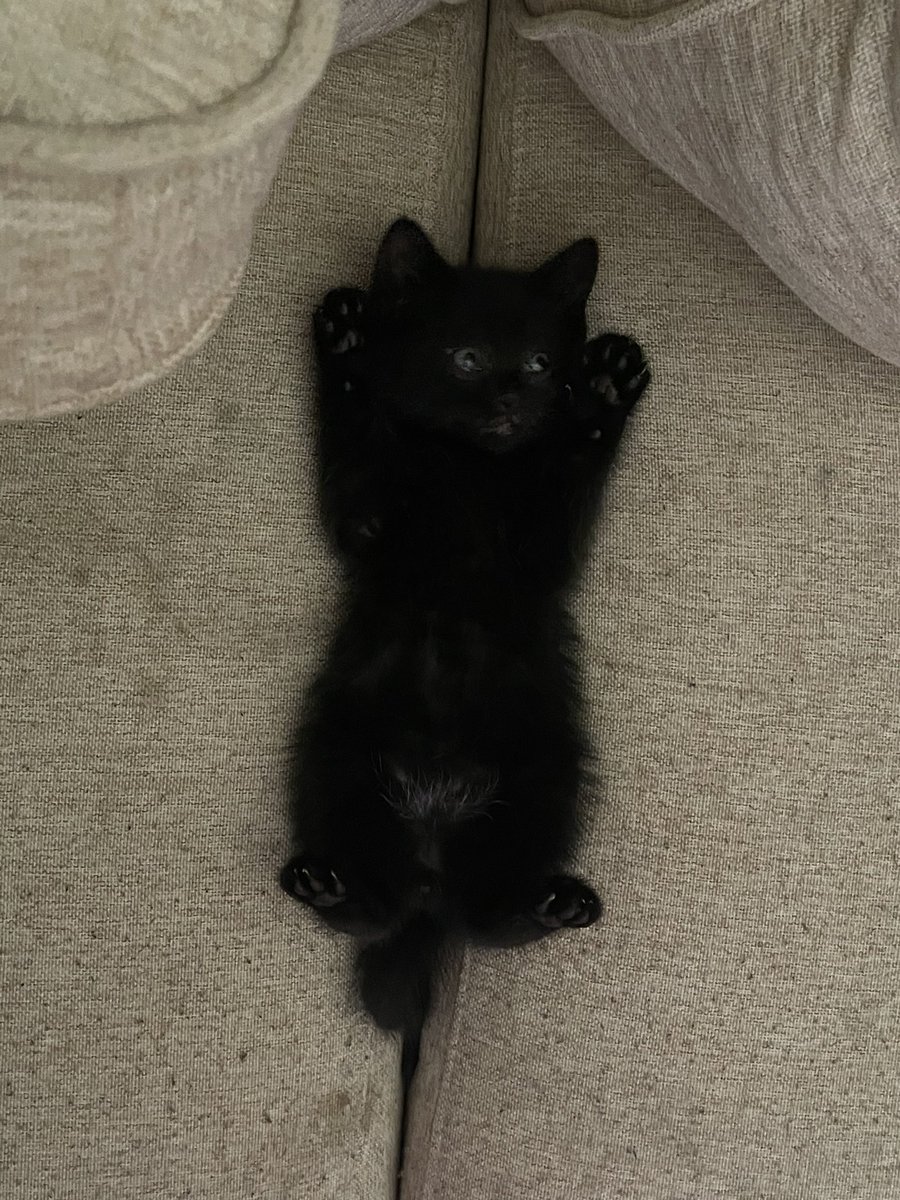 Ushikins's tweet photo. P for PAPAs it’s a PAPAS party 🎊 #newkitty https://t.co/kv5eWD36sG