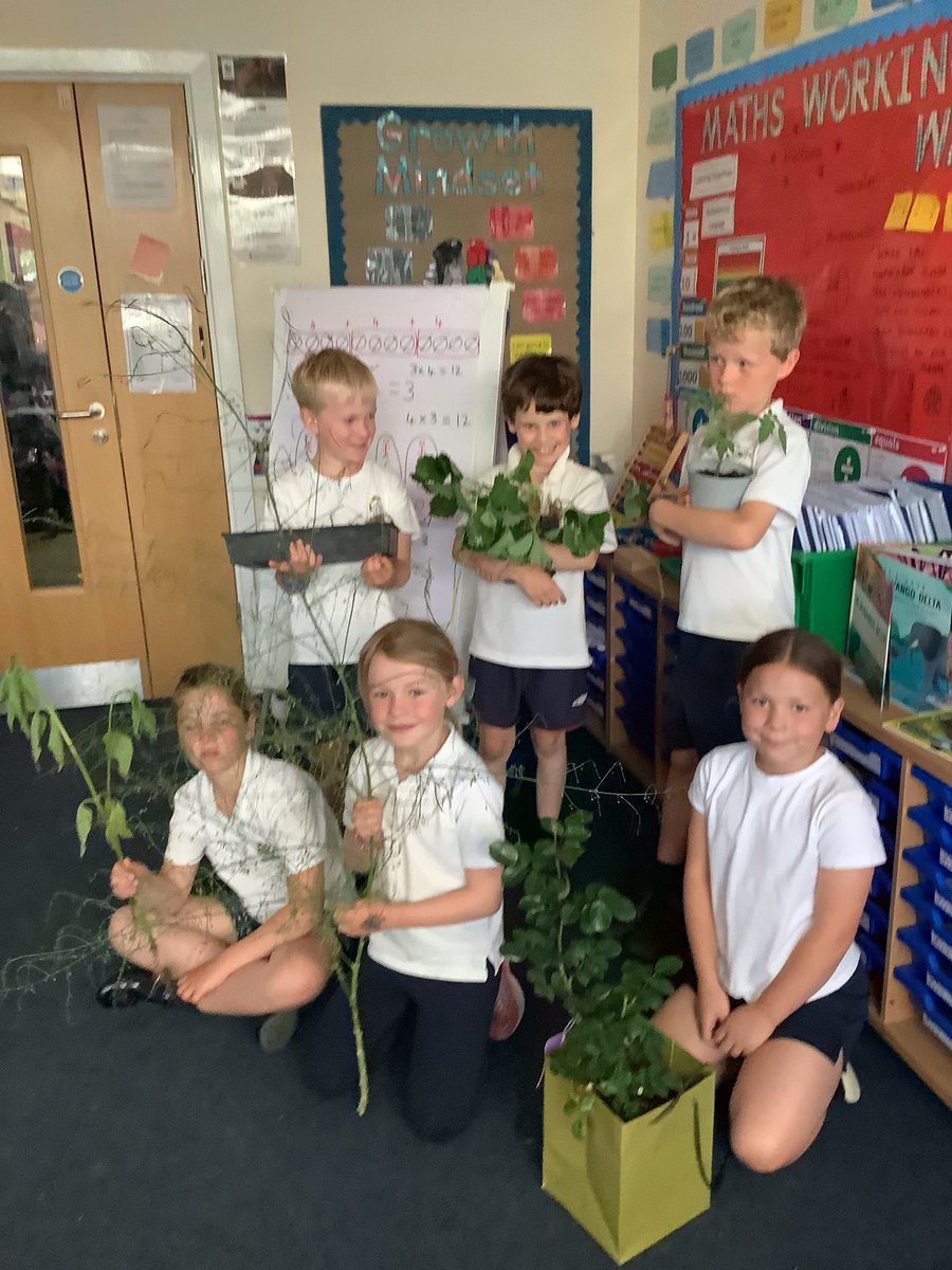 BosburyPrimary's tweet photo. We have really loved learning about different plants this week. We have identified why they are different, learnt about the life cycle of a flowering plant and today started an experiment to investigate the transpiration of water. #KeyStage2Science https://t.co/Ue166IlALp