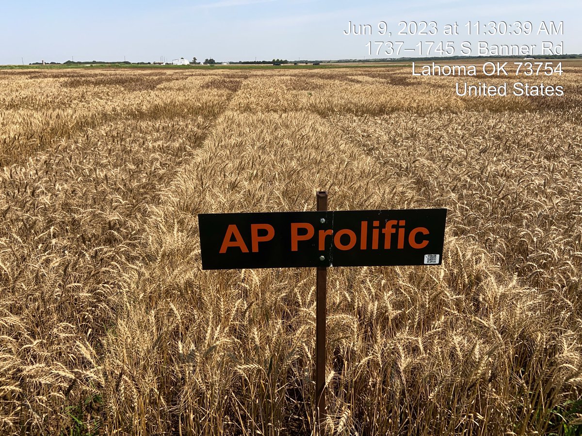 josh_coltrain's tweet image. Quite a progression in about 6 weeks I guess. I’m really looking forward to the OSU trial results in Lahoma and our new line AP Prolific. For more information check out the following link:

agriprowheat.com/variety/ap-pro…