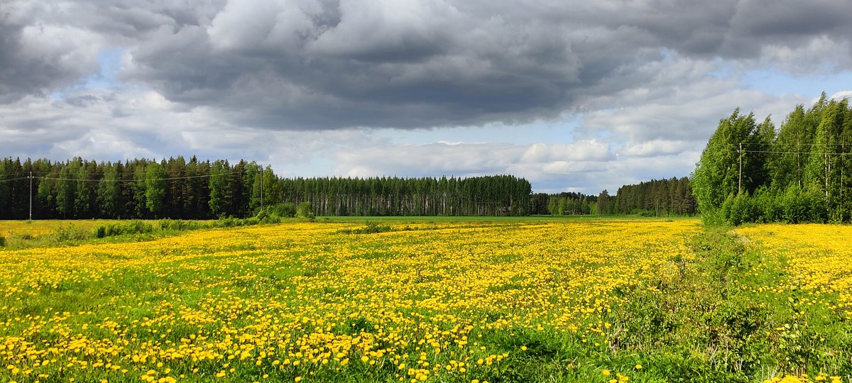 Ostin sellaisen kätevän voikukkaraudan, jolla helppo kitkeä voikukat poies. 
Eihän sole ennään kö alottaa.
#hyötyliikuntaa