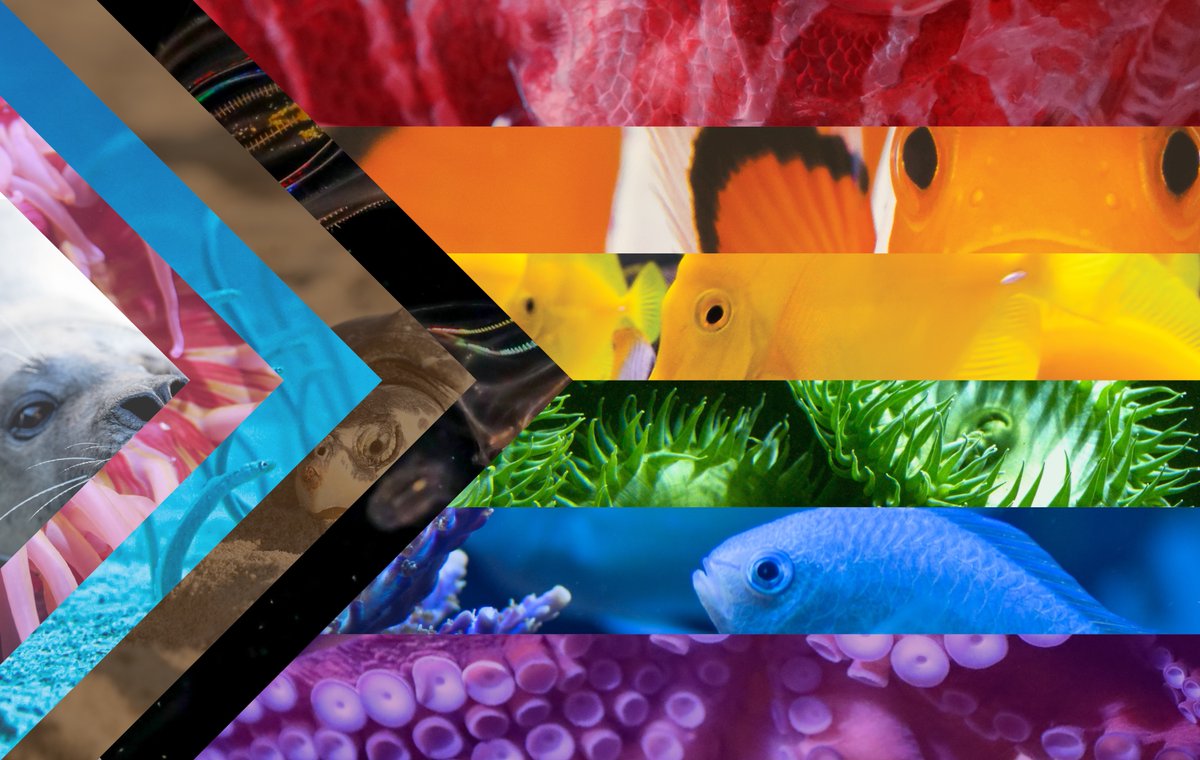 NEAQ's tweet photo. Happy #Pride! 🏳️‍🌈

Tomorrow, Boston's Pride celebration returns with a parade + festival by @BP4TP.  We are honored to be participating this year; look out for Aquarium staff, friends, and family marching through the streets of Boston!

#AVitalAndVibrantOceanForAll #BostonPride https://t.co/rIyegoAyjb