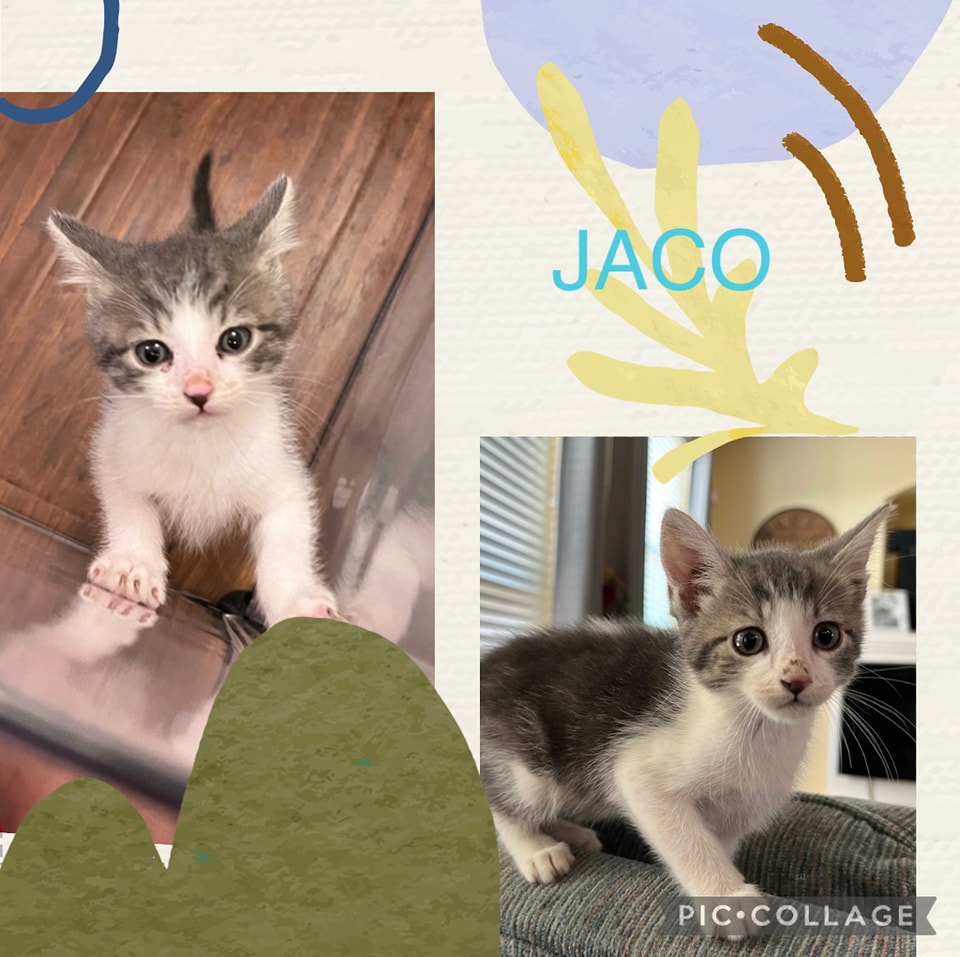 Available: 
 Jaco
Male
11 weeks old
Gets along with dogs, cats and kids
 Fancy feast kitten chicken/ turkey wet food and Purina one kitten food
shelterluv.com/matchme/adopt/…
#adoptdontshop #adoptme #kittens #petsmart1184 #rosevilleca