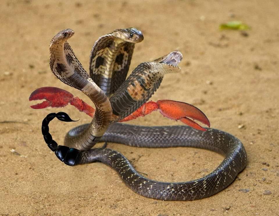 Rustafarian 🦀 Dev tweet media