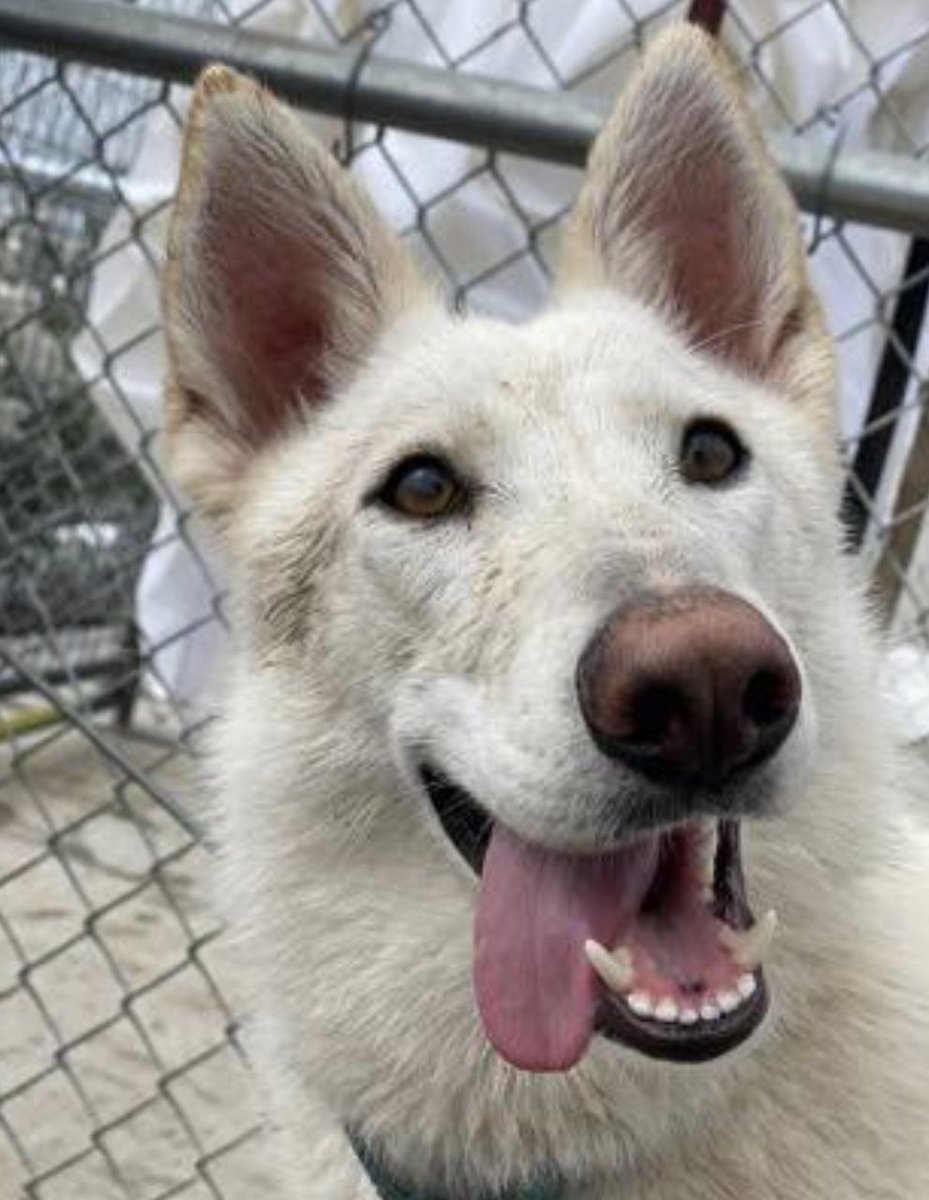 Dog Gone Seattle #Adopt tweet media