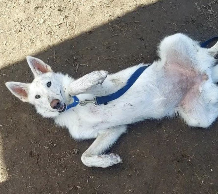 Dog Gone Seattle #Adopt tweet media