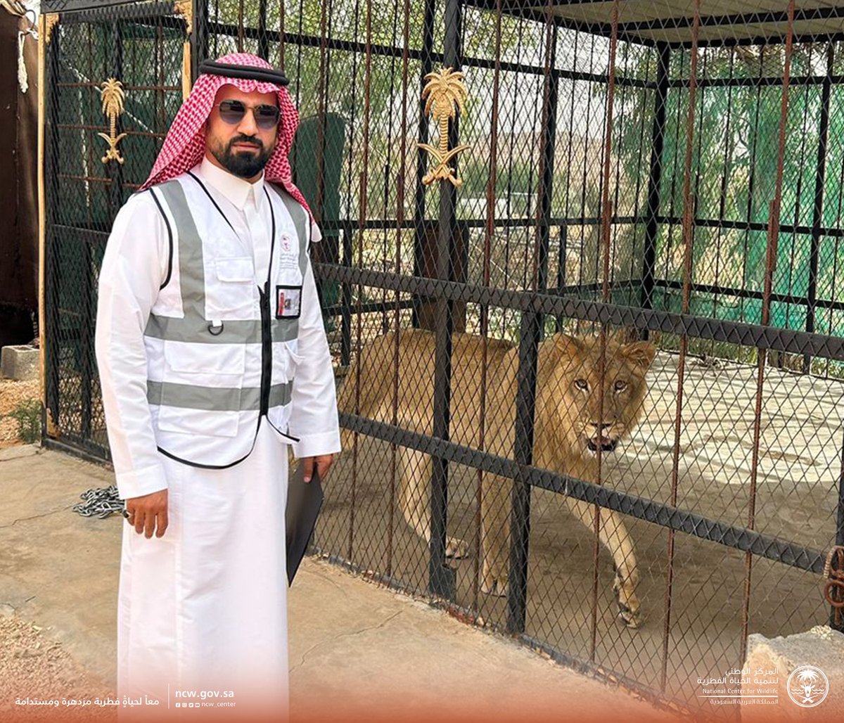 NCW_center's tweet photo. فريق من مفتشي #المركز_الوطني_لتنمية_الحياة_الفطرية يضبطون،  بالتنسيق مع القوات الخاصة للأمن البيئي، مخالفة اقتناء وعرض مفترسات (أسد وذئاب)، ما يعد مخالفًا لنظام البيئة ولوائحه التنفيذية، وذلك بعد أن رصدها القسم المختص بالمركز في إحدى وسائل التواصل الاجتماعي، وتم اتخاذ الاجراءات النظامية بحق المخالف.

#محافظة_تنمية_استدامة