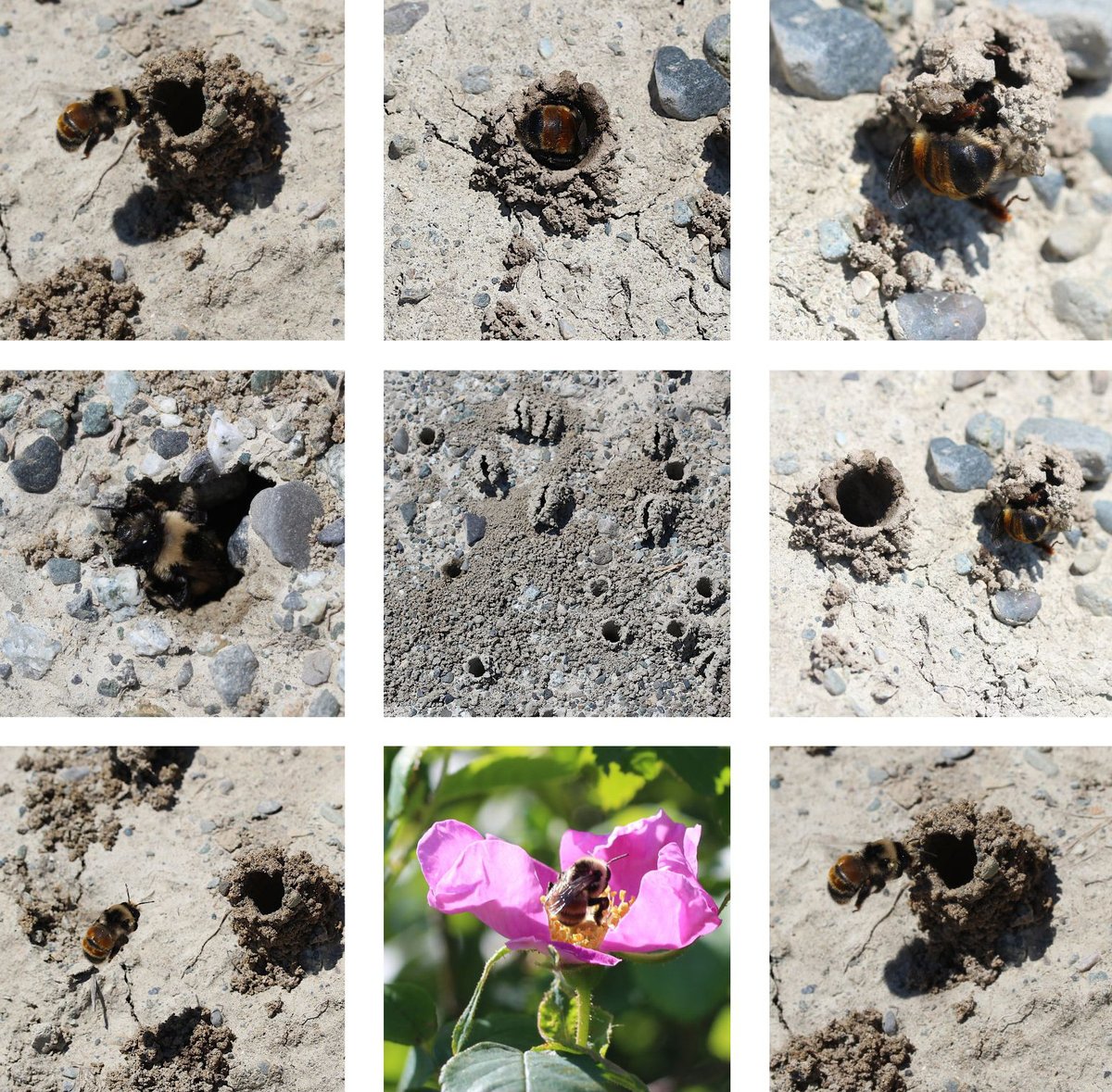 zucchinibeemama's tweet photo. Anthophora bomboides nesting site. #victoriabc  #Tiltbyhcma #Tilt #AIR #CuriosityApplied #Victoria @hcma #insectpicturechallenge https://t.co/PAlaH0pgLW