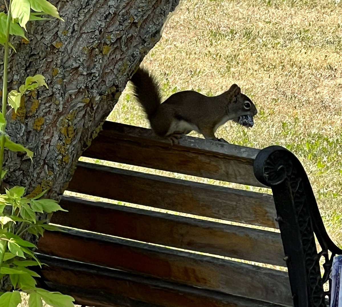 This little guy was holding on to his acorn like nobody’s business! 
🐿️ Was having the best time scampering up and down the tree! 
#Wyecliffwonders #busysquirrel #strathconacounty