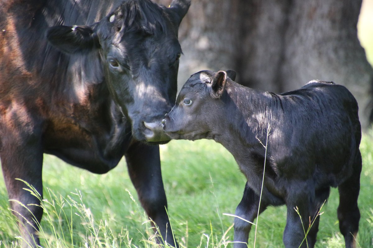 AEBrid556's tweet image. Dexter Calf so adorable ☺️ @KedlestonNT  don’t worry I kept my distance ☺️ @nationaltrust  #dextercow #cows #newlife #animals #photography  #animalphotography