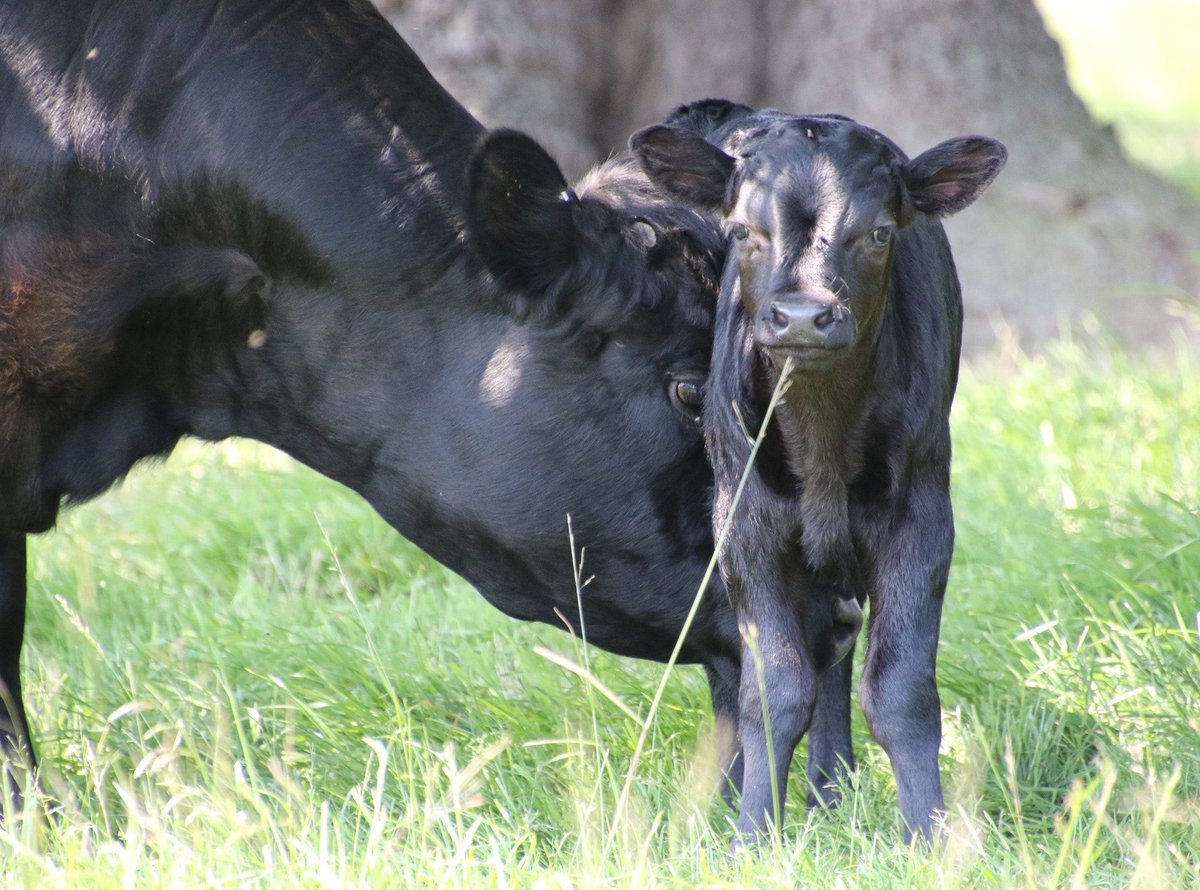 AEBrid556's tweet image. Dexter Calf so adorable ☺️ @KedlestonNT  don’t worry I kept my distance ☺️ @nationaltrust  #dextercow #cows #newlife #animals #photography  #animalphotography