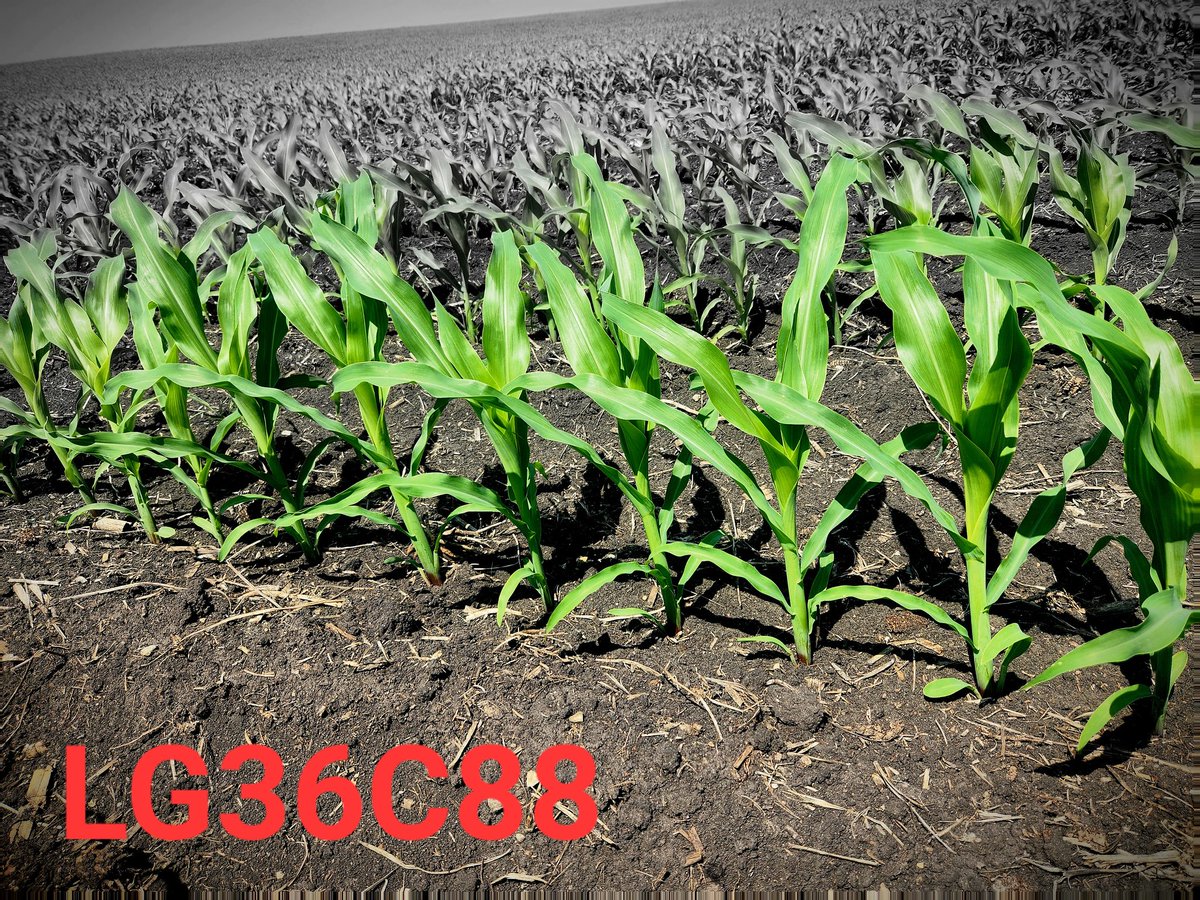 29Tim's tweet image. LG36C88 showing excellent emergence and vigor.  Can't wait to release this one!
@LGSeeds