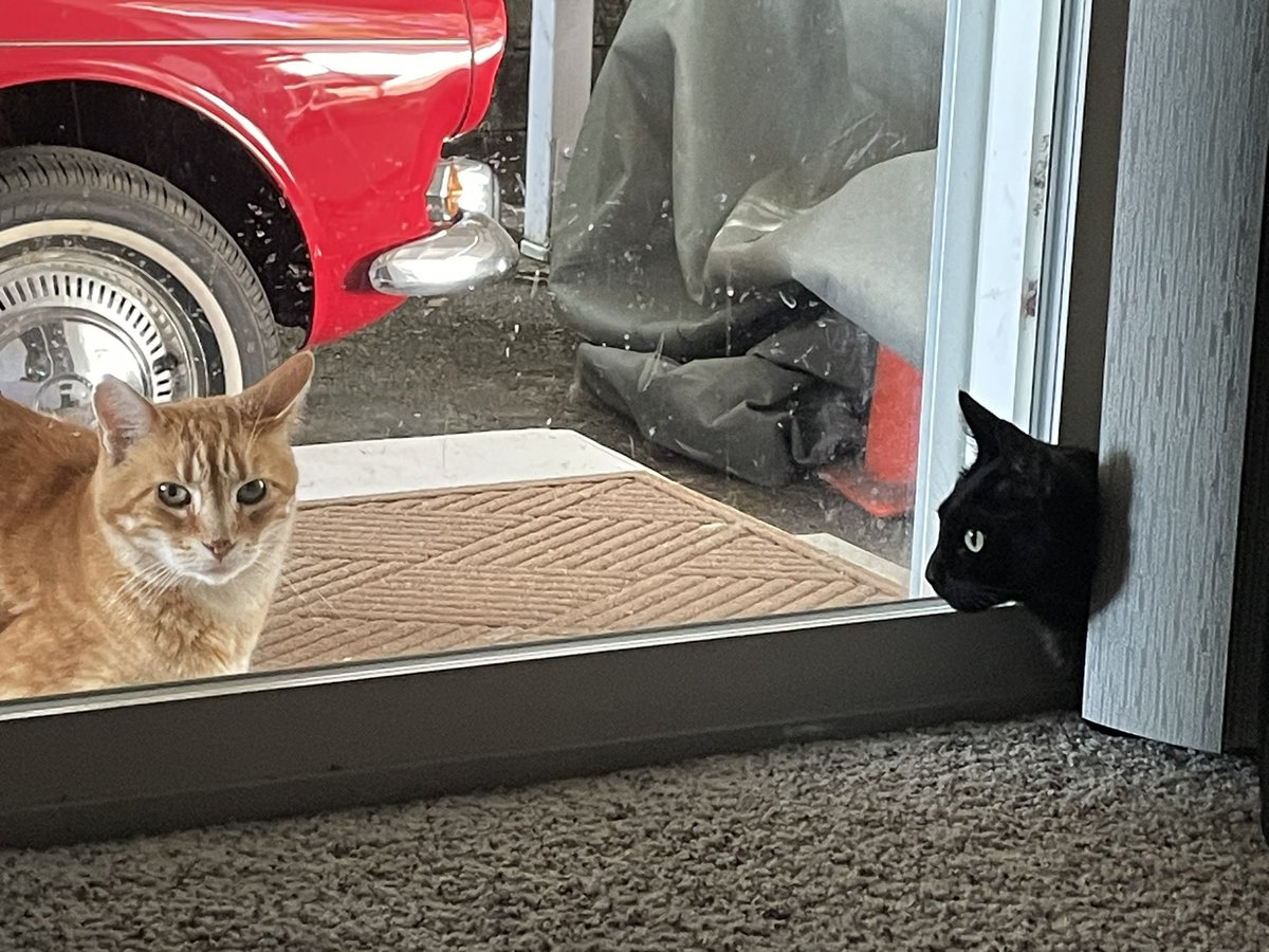 getsmartguy's tweet image. Todays kitty stand-off. Indoor kitty bs outdoor kitty… Now share a pic of your cat.
