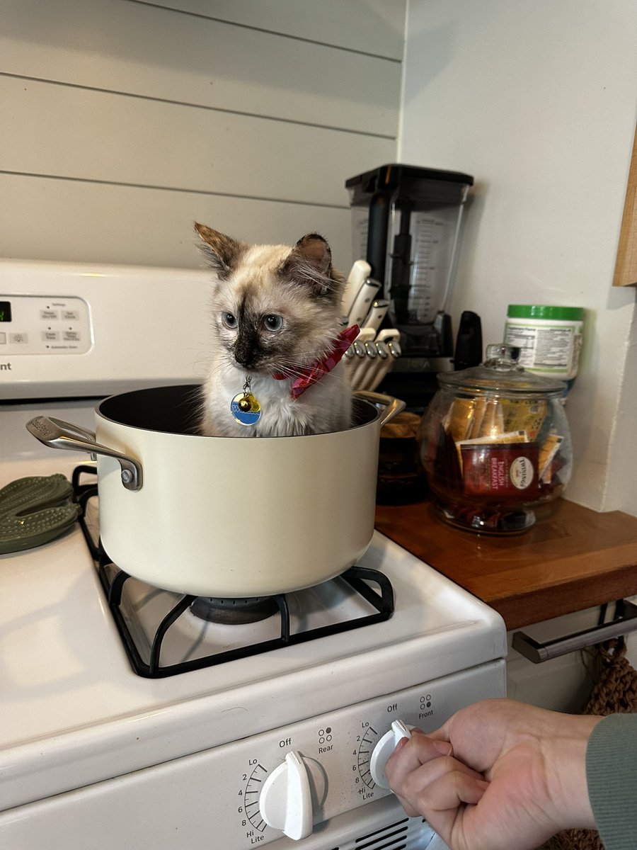 smallquillrat's tweet image. um. Wait . what ⁉️