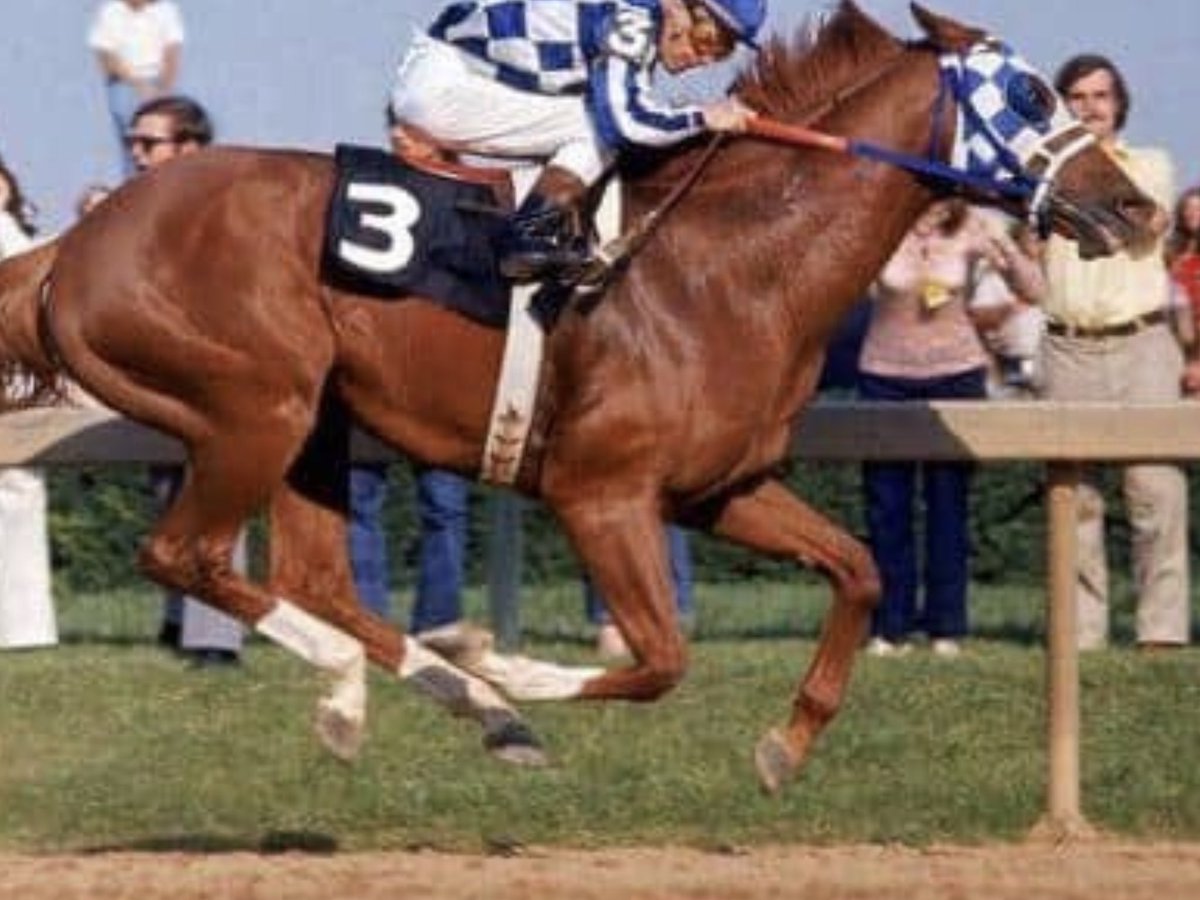 CaylaMonacoF1's tweet image. Secretariat strikes emotion still to this day. 

Saturday his great, great, great grandson runs for the 
blanket of white carnations.

Does that Stride &amp;amp; Air Time look familiar? 
All 4 Hooves absolutely flying! 

#Secretariat #TapitTrice @BelmontStakes #BelmontStakes
