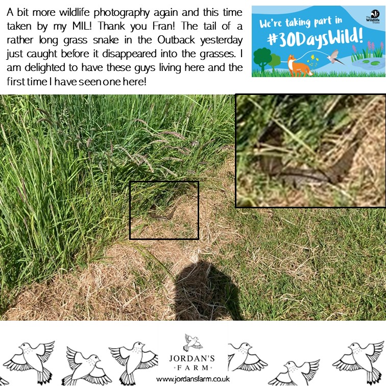 Jordans_Farm's tweet photo. So happy a big #GrassSnake in the Outback yesterday!
We must be doing something right. Clearly I need to be faster with the camera!

#grasssnake #uksnake #RewildingTheOutback #jordansfarm #homefornature #30dayswild https://t.co/9o6SS55FT1