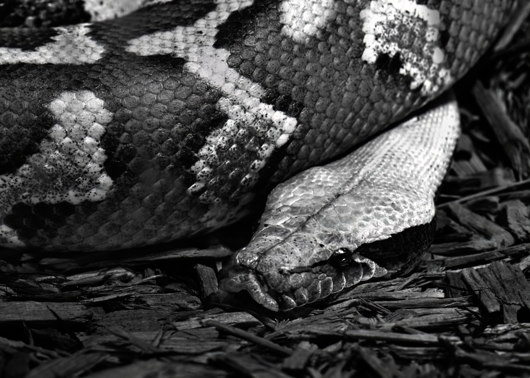 lowbassphotog's tweet image. That pose looks comfy... #bloodpython #snake #wildlifephotography #python #snakes #wildlife #reptiles #naturephotography #nature #reptile #photography #appicoftheweek #animals #art #animal #natgeo #constrictors #canonfavpic #herping #editwithus