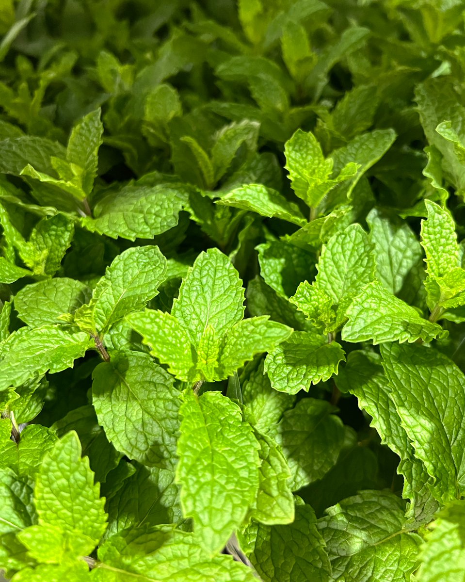 Fresh for the weekend! 🌱😋
#organicherbs #mint #fresh #organicproduce #EdibleGarden #ZeroWasteInspired #flavormaker #alwaysgrowing #weekend