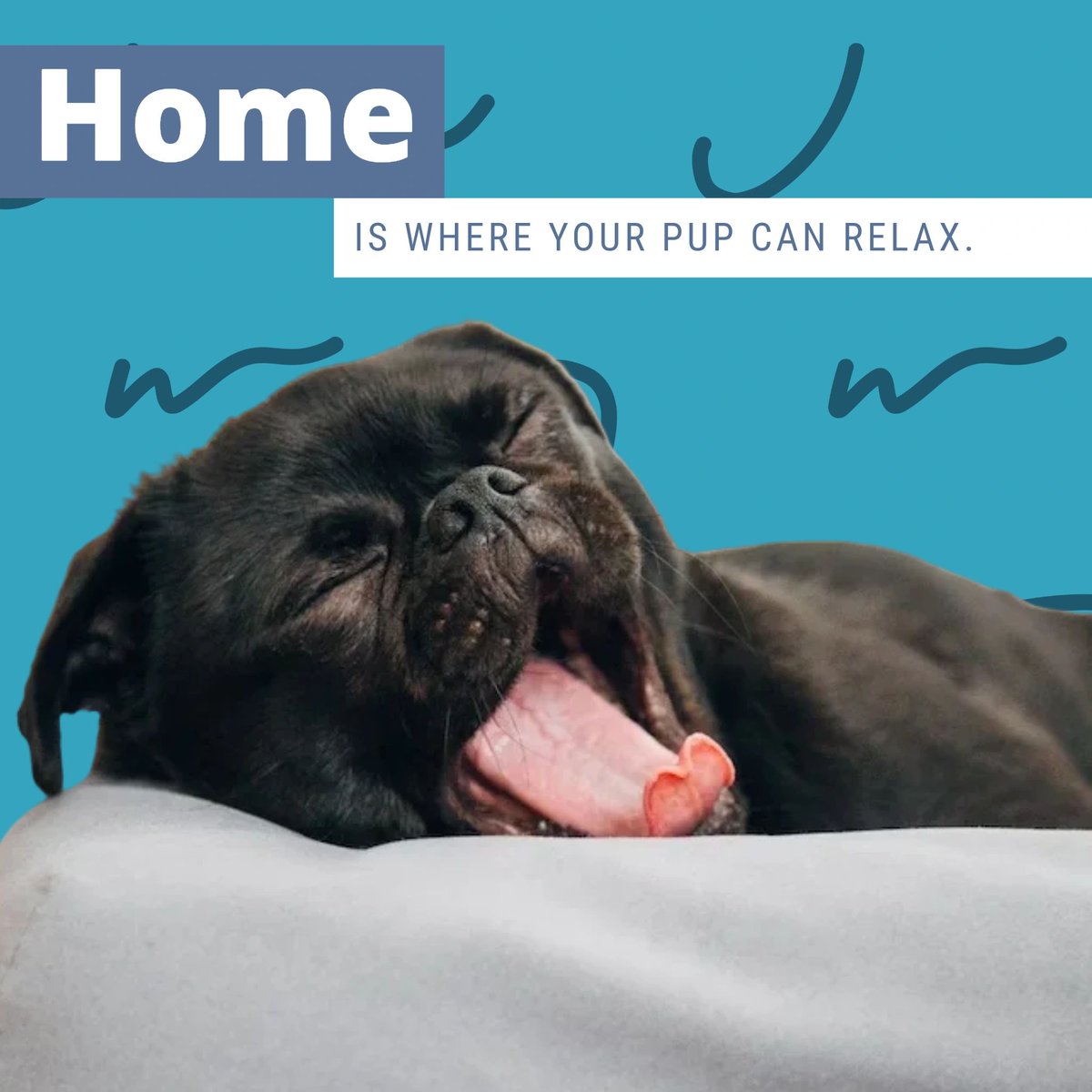 cascadevetctr's tweet photo. Which is why we're proud to be a compassionate, friendly team of vets who put your pet's comfort first. We may not be as homey as their favorite bed, but we're happy to take second place! https://t.co/84noWk0dtH