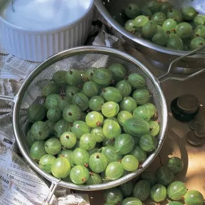 Our A-Z Ingredients Glossary - Gooseberries: ow.ly/MRPf50OK7zY #inseason #homecooking #seaonalrecipes #ingredients