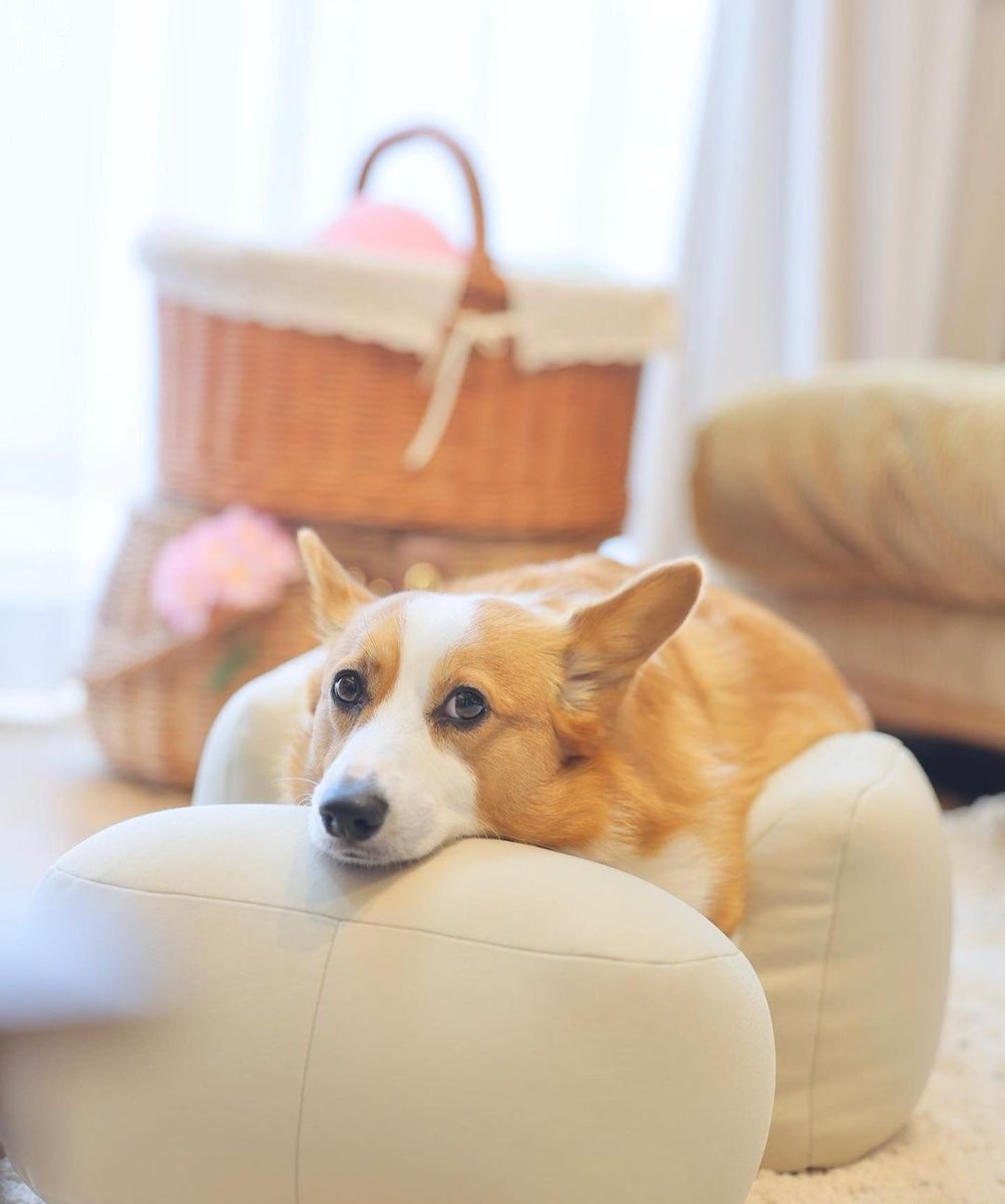 Corgi_Lovers0's tweet image. 😂😂
#annecyattaque #HAHA #furry #Corgi