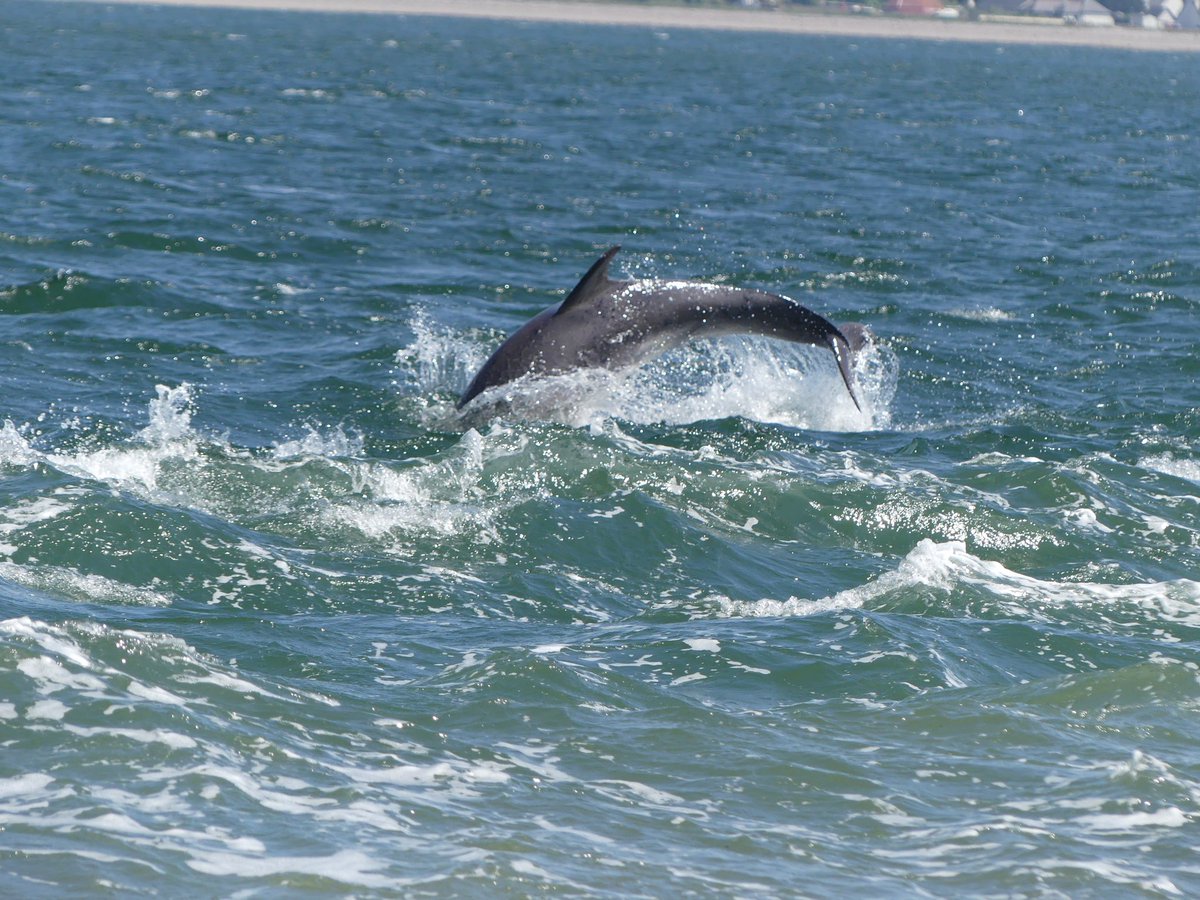 Day 9 #30DaysWild 
I’m a day late with #WorldOceanDay but I had amazing views of the bottlenose dolphins at Chanonry Point today. 

@30DaysWild @ScotWildlife 

#dolphin #dolphins #ocean #sea #nature #animals #wildlife  #photography #marinelife #bottlenosedolphin #dolphinwatching