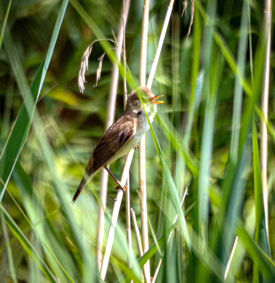 GlosBirdSpotter tweet picture