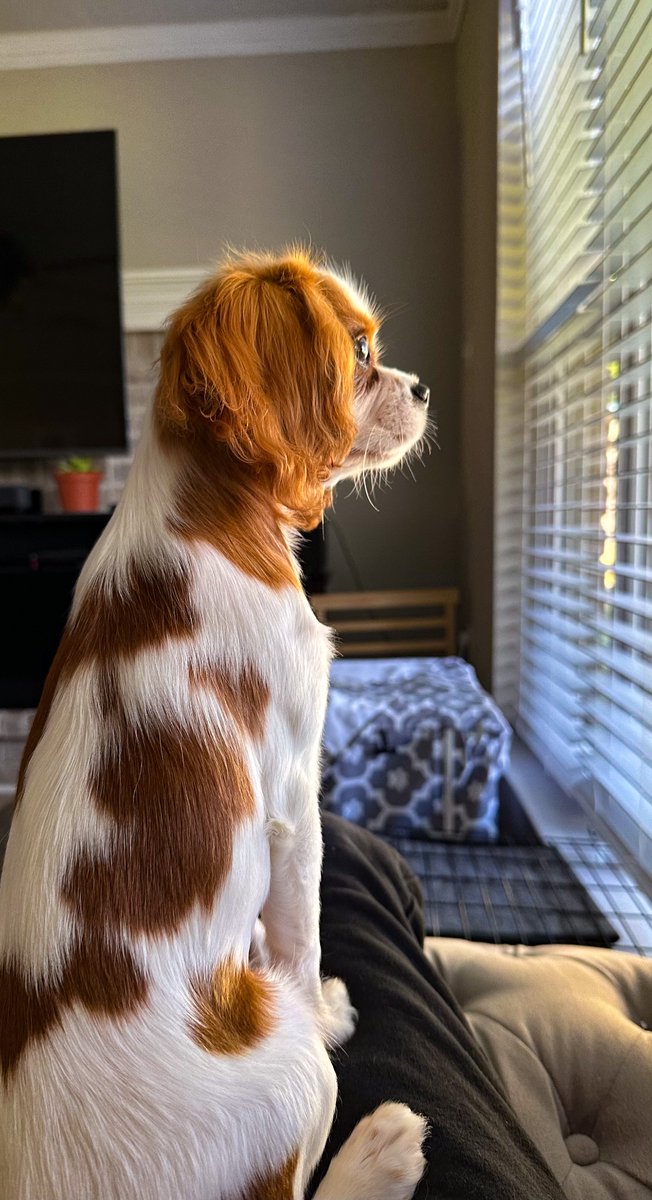 Archie gets so excited watching the lawn guys. He loves new friends ❤️

#cavalierkingcharlesspaniel #cavalierking #cavalierkingcharles #puppy #dog #dogs #puppies #doglovers #pets #barkbox #chewy #art #artist