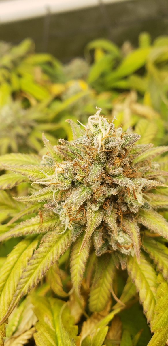 Pyedbryan's tweet image. Blue Dream harvest time this weekend, God they smell good!