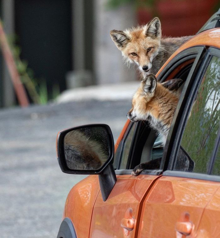 #foxfriday going on a journey?