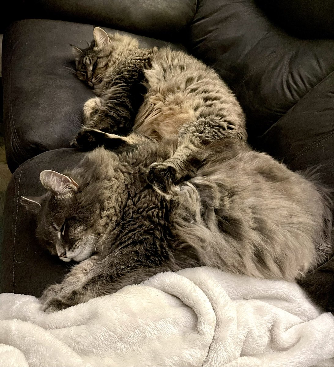 Cathy Cranston tweet media